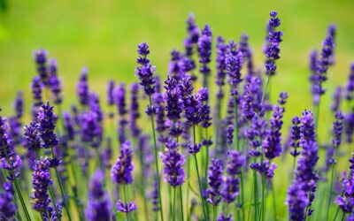 Sig farvel til stress, uro, angst med lavendel cooler